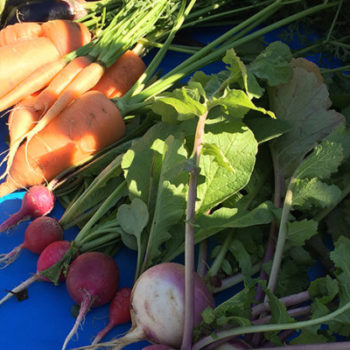 Fairgate Farm harvest