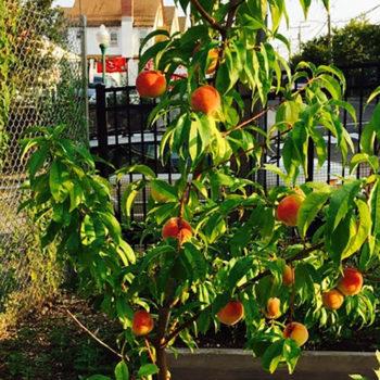 A peachy summer at Fairgate Farm