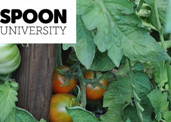 Fairgate Farm - What Eating Farm-to-Table Actually Looks Like