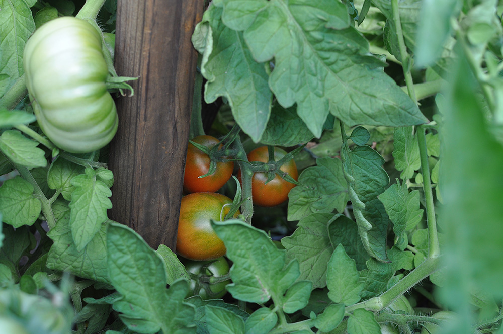 Farm to Table Eating