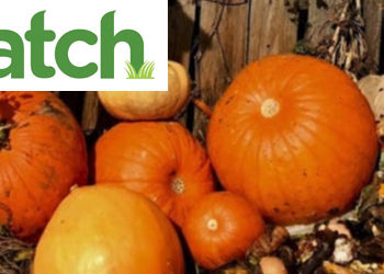 Compost your Pumpkins at Fairgate Farm